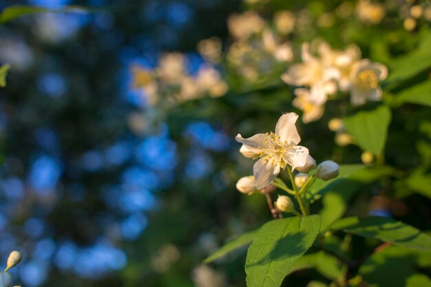 Linda flor de jasmim branco em dia nublado de verão