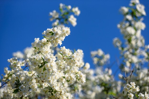 Linda flor de jasmim no céu azul