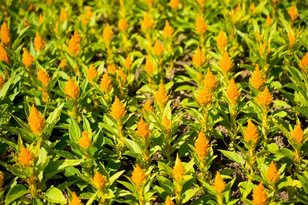 Foto linda flor de lã na natureza