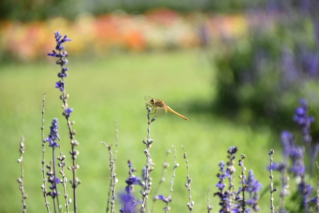 Foto linda flor de lavanda florescendo com libélulas no jardim.