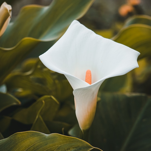 Linda flor de lírio calla no jardim na primavera