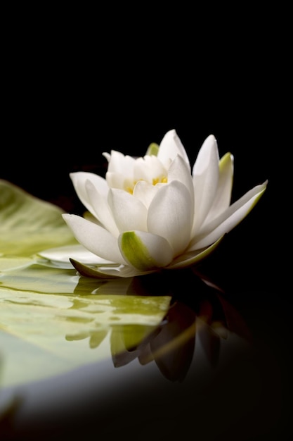 Linda flor de lírio de água branca no reflexo do lago nymphaea na lagoa