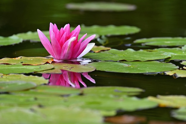 Linda flor de lírio de água rosa em um jardim em uma lagoa Reflexões na superfície da água