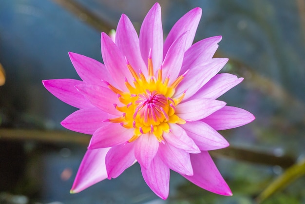 Linda flor de lírio de água roxa na lagoa