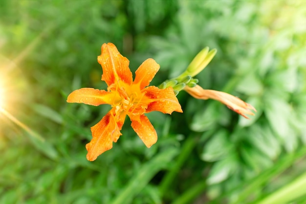 Linda flor de lírio em um fundo de folhas verdes. Flores de lírio no jardim.