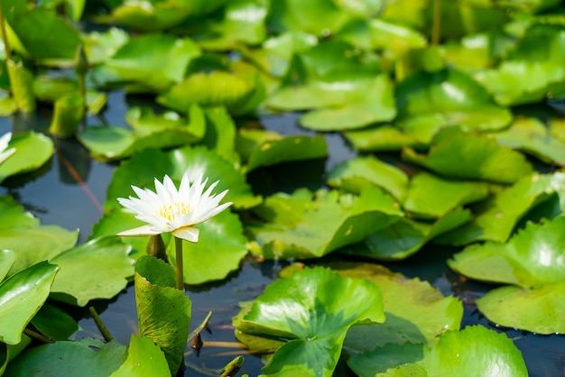 Linda flor de lótus branca na lagoa de lótus