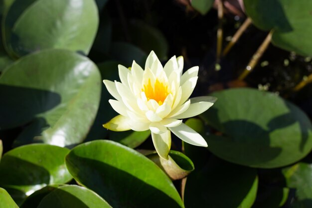 Linda flor de lótus desabrochando com folhas Waterlily lagoa