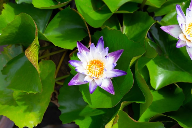Linda flor de lótus desabrochando com folhas Waterlily lagoa
