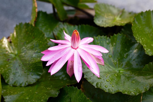 Linda flor de lótus desabrochando com folhas Waterlily lagoa