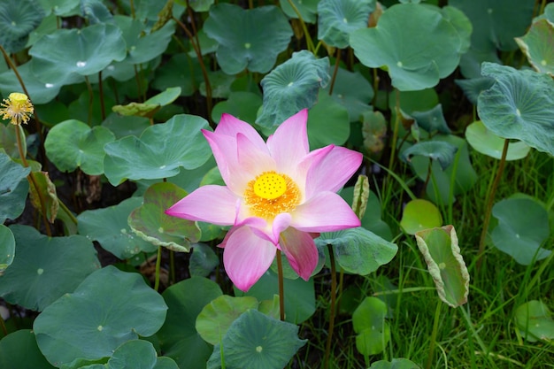 Linda flor de lótus desabrochando com folhas waterlily lagoa