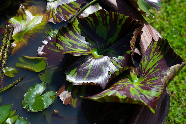 Linda flor de lótus desabrochando com folhas Waterlily lagoa