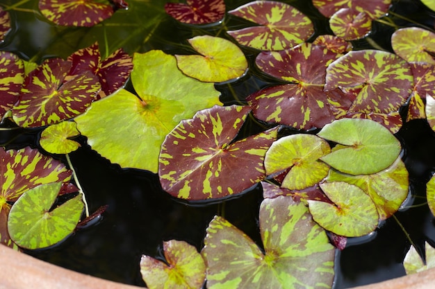 Linda flor de lótus desabrochando com folhas Waterlily lagoa
