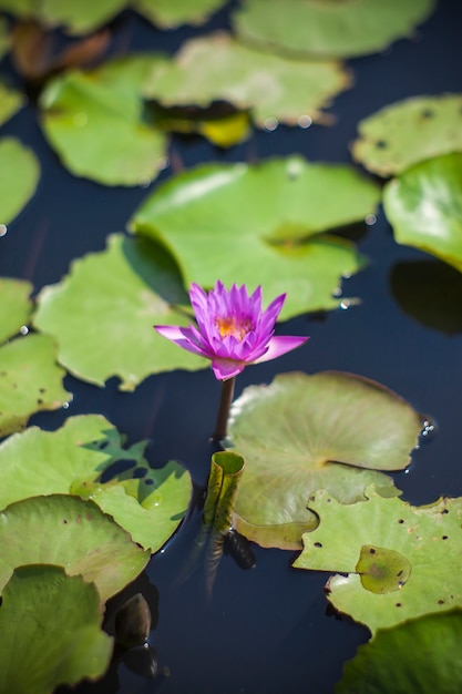 Linda flor de lótus na lagoa