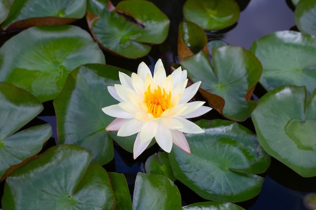 Linda flor de lótus Nymphaea florescendo com folhas Pote de lírio d'água