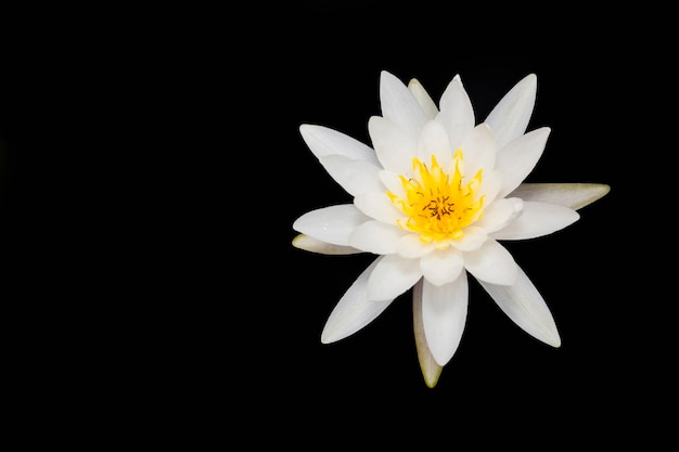 Linda flor de lótus ou nenúfar.