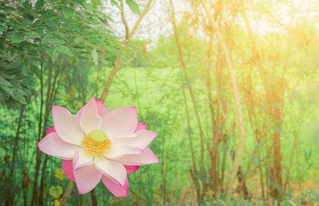 Linda flor de lótus rosa com folha verde