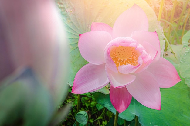 Linda flor de lótus rosa com folha verde