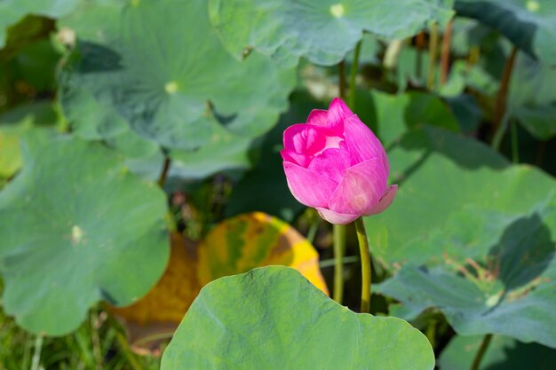 Linda flor de lótus rosa com folhas Waterlily lagoa