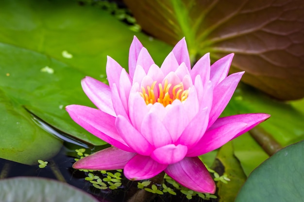 Linda flor de lótus rosa com gotas de água nas pétalas florescendo na lagoa e folhas de lótus verdes ao redor