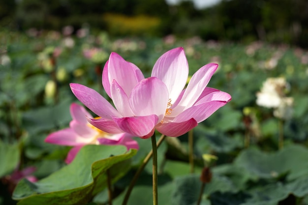 Linda flor de lótus rosa florescendo com folhas Waterlily lagoa