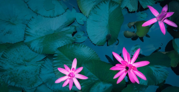 Linda flor de lótus rosa na lagoaPink Lotus Flower background Lily Floating On The WaterxA