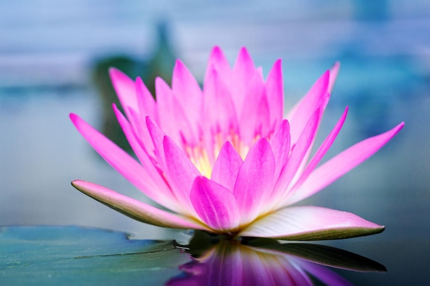 Foto linda flor de lótus rosa na superfície da lagoa