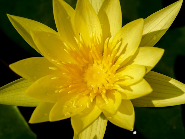 linda flor de lótus