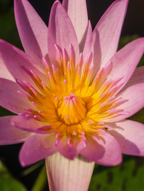 linda flor de lótus