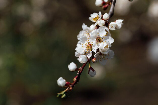 Linda flor de macieira flor branca