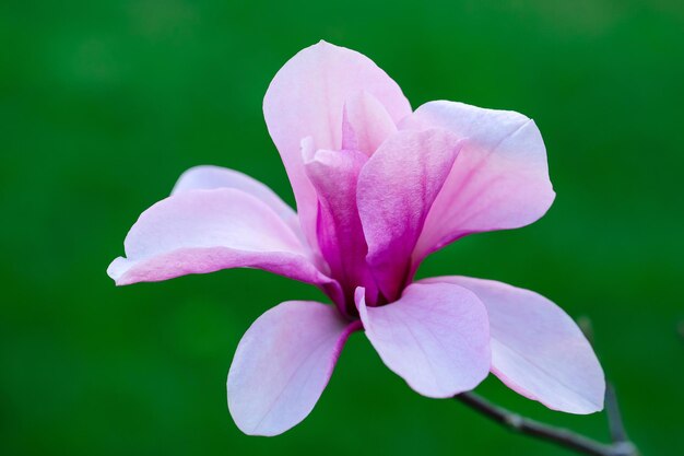 Linda flor de magnólia no fundo verde