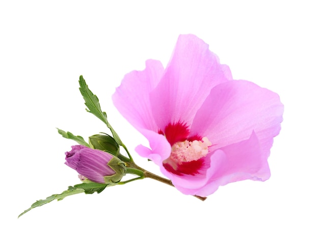 Linda flor de malva rosa isolada no fundo branco