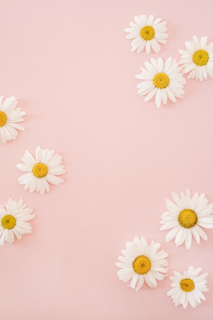 Linda flor de margarida de camomila em fundo rosa neutro Conceito floral minimalista com espaço de cópia Natureza morta criativa fundo de primavera de verão