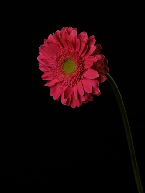 Linda flor de margarida rosa gerbera