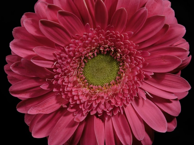 Linda flor de margarida rosa gerbera