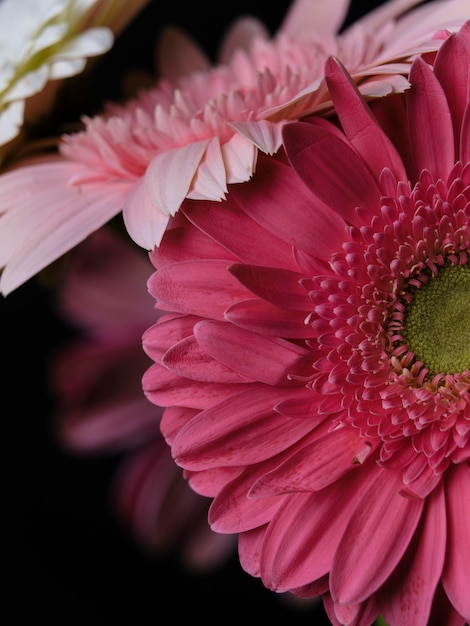 Linda flor de margarida rosa gerbera