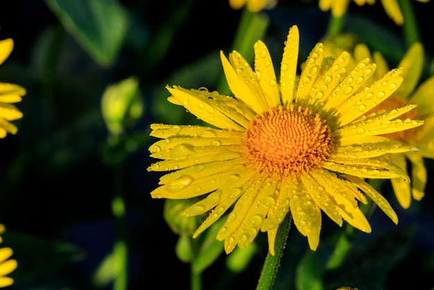 Linda flor de margaridas amarelas com gotas