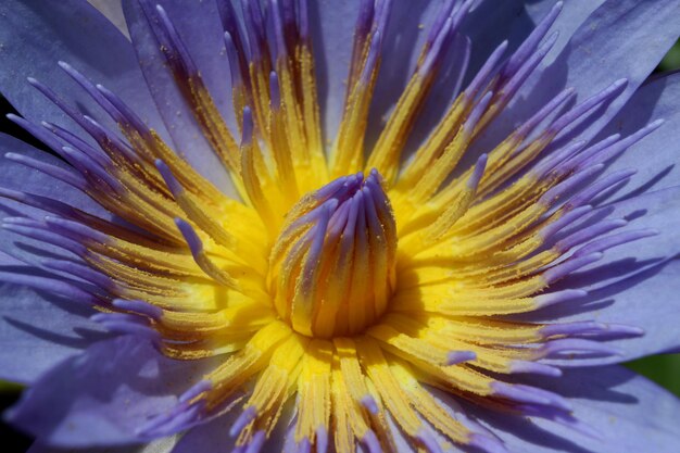 Linda flor de nenúfar roxo de perto