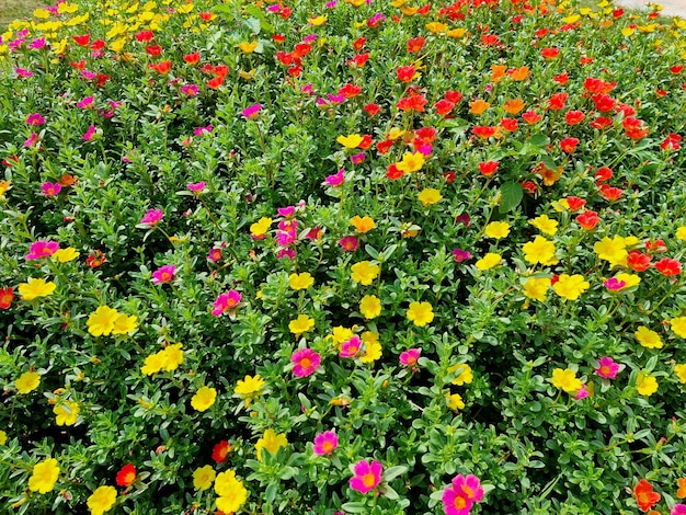 Linda flor de olerácea portulaca no jardim