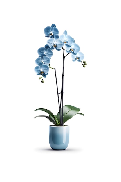 Linda flor de orquídea azul em pote de cerâmica no fundo branco