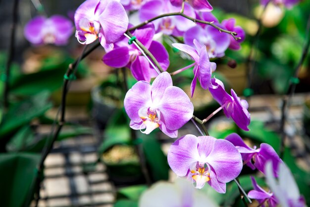 Linda flor de orquídea crescendo no jardim