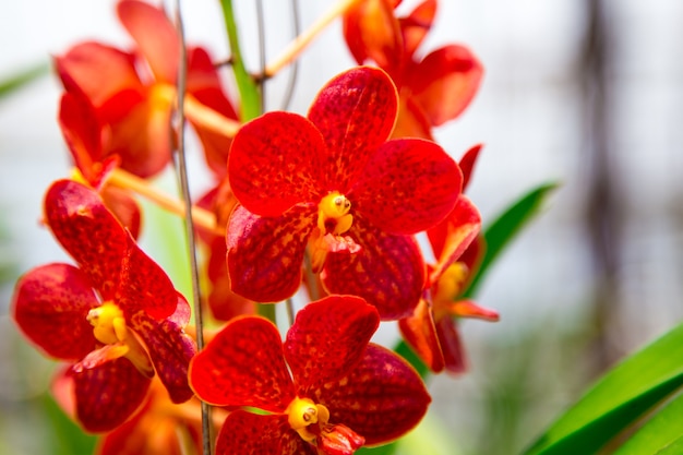 Linda flor de orquídea crescendo no jardim