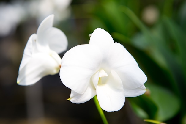 Linda flor de orquídea crescendo no jardim