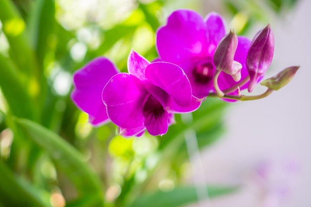 Linda flor de orquídea desabrochando no fundo floral do jardim