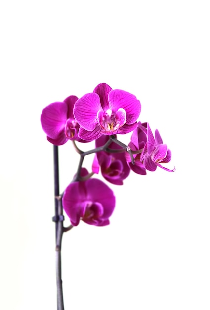 Linda flor de orquídea desabrochando Planta de casa em vaso roxo