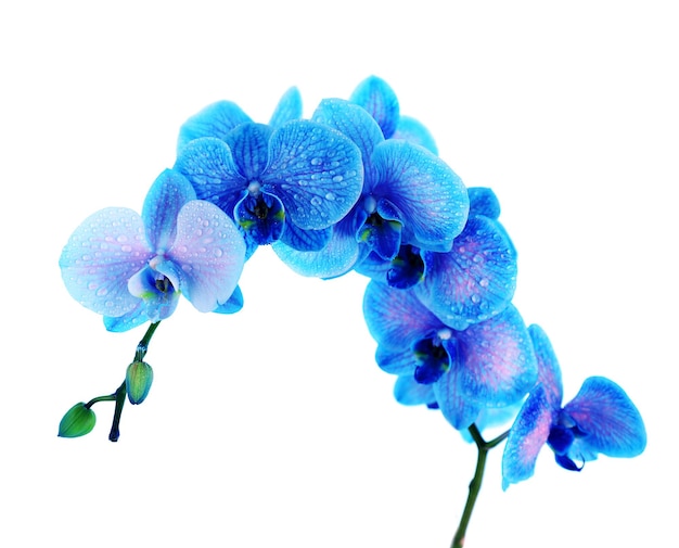 Foto linda flor de orquídea em fundo azul