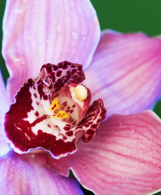 Linda flor de orquídea em verde