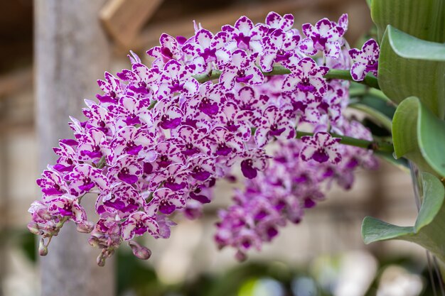 Linda flor de orquídea floresce na estação das chuvas. Rhynchostylis Orchidaceae