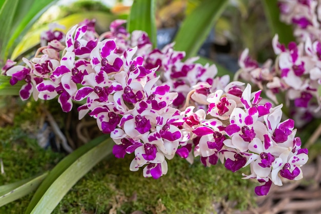 Linda flor de orquídea floresce na estação das chuvas. Rhynchostylis Orchidaceae