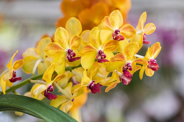 Linda flor de orquídea florescendo na estação chuvosa Orquídea Dendrobium