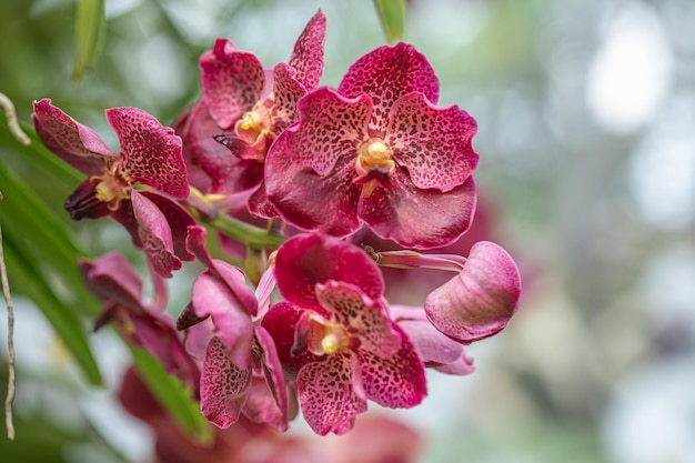 Linda flor de orquídea florescendo na estação chuvosa Orquídea Vanda